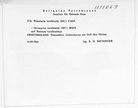 Pileolaria terebinthi image